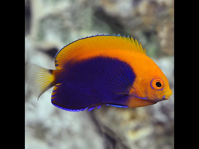 New Flameback Angelfish