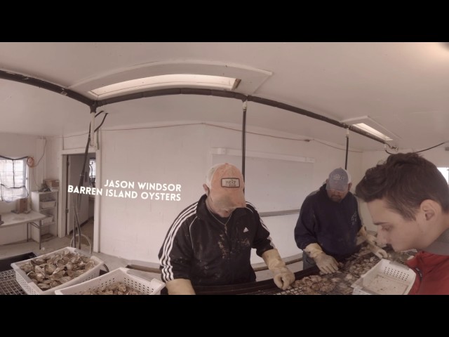 Oyster Aquaculture