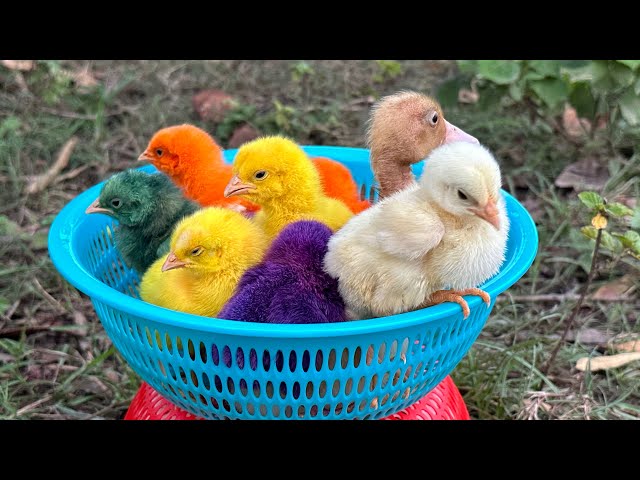 Catch millions of cute chickens, colorful chickens, rainbow chickens, rabbits, ducks, cute animals