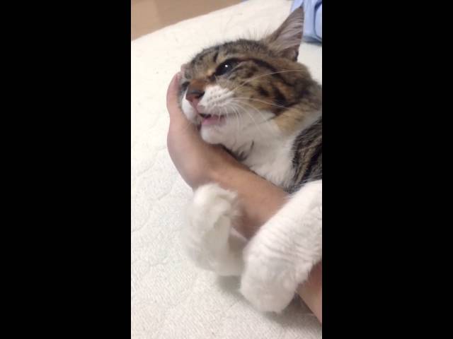 Cat Won't Let Go of Owner's Hand