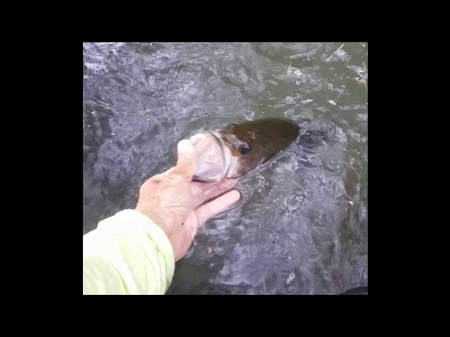 HUNTING FOR LADY BIRD BIGGIN' - KAYAK BASS FISHING - SEP 2018