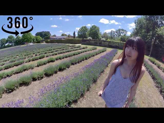 360° Vlog | Lavender Field in Limburg, Belgium (near Hasselt) June 2020  |  INSTA360 ONE X VR TOUR