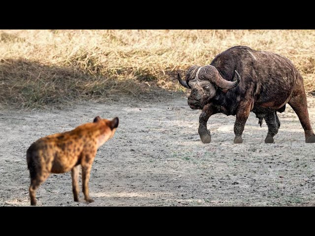 Baby Buffalo Attacked By A Pack Of Hyenas, Mother Buffalo Had A Surprising Reaction.