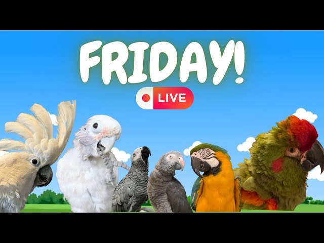 FRIDAY! #talkingparrot #talkingbirds #cute #bird #funny #animals