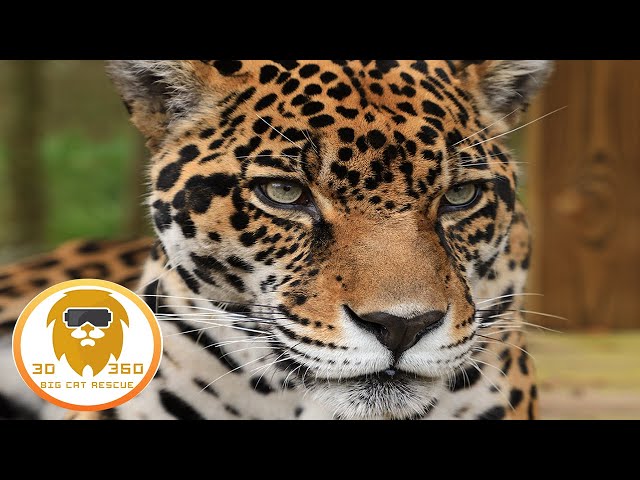 PART 2: Slow motion Big Cats in 3D 180VR!