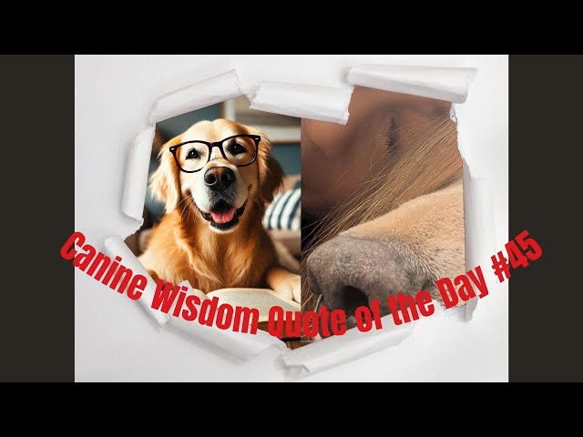 🤔💭CANINE WISDOM🐕 DOG QUOTE OF THE DAY #45, HEY HEY