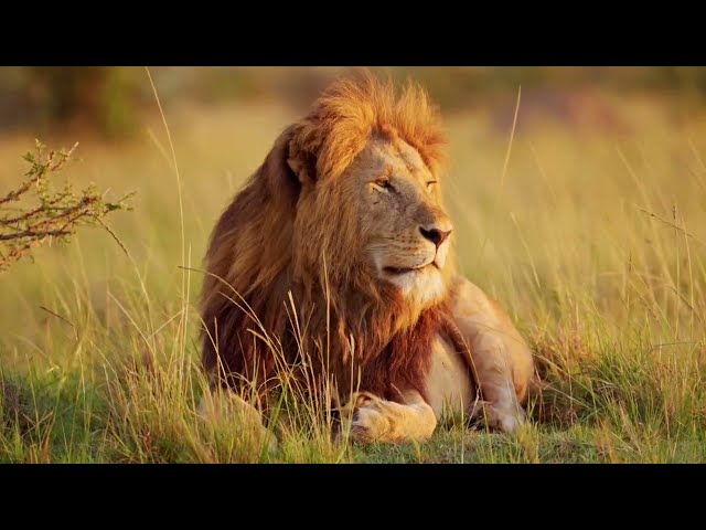 WILD WORLD "LION OF THE GREEN FOREST" IN EXTREME COLOR [4K VIDEOS]