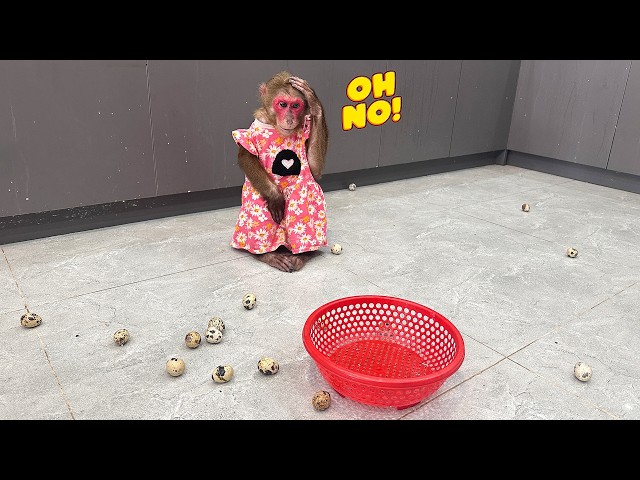 Monkey Kobi helps her mother scoop boiled quail eggs and something unexpected happens