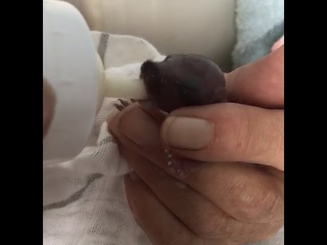 Please Feed Me ! Newborn rescued Baby squirrel needs food x