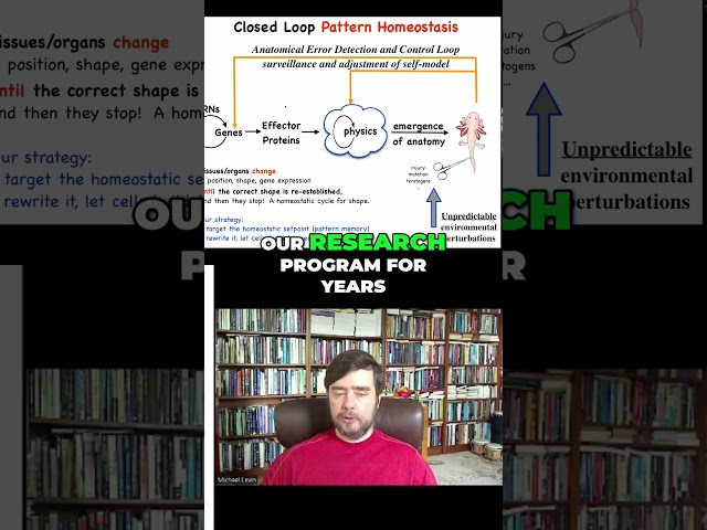 Rewriting Homeostatic Set Points BrainInspired Insights | Michael Levin Podcast