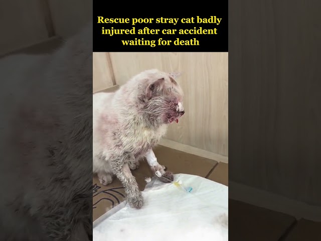 Rescue a poor stray cat badly injured after car accident