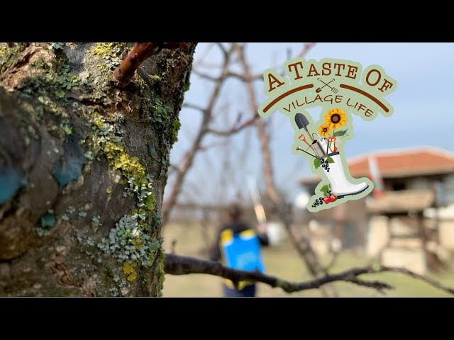 Village life - This is how I Sprayed my fruit trees in my Bulgarian Village house.