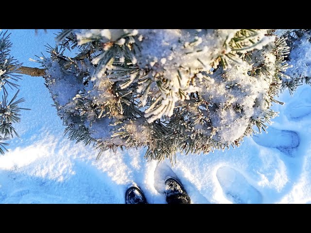 ❄️ASMR Snow | Walking in a Snow & tree scratching (man speaking)☘️