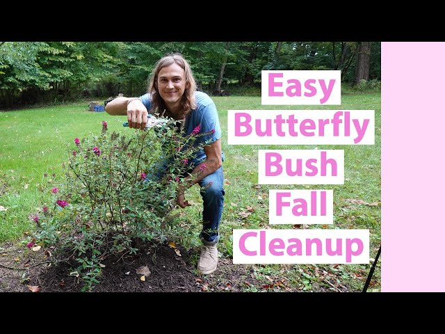 Butterfly Bush Fall Pruning Cleanup, Deadheading & Care (Buddleia spp. Buddleja)