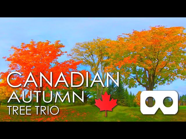 Canadian Autumn Tree Trio: 5 Minutes of Relaxation In The Canadian Autumn. Virtual Reality.