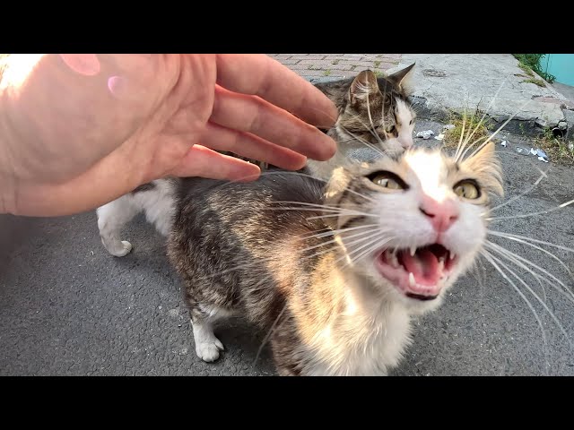 Homeless Cats Get Excited When They Meet Me