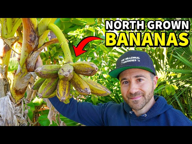 EPIC Gardening Secrets For GROWING BANANAS In Cold Climates!