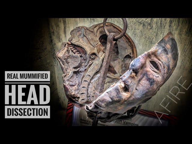 Real Mummified Head Cut in Half Up Close