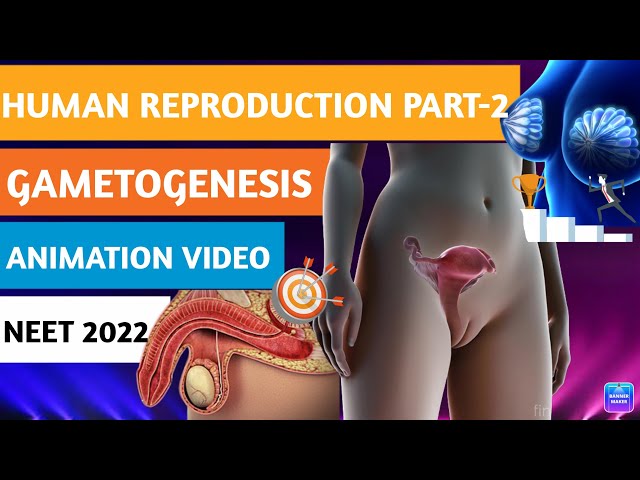 HUMAN REPRODUCTION PART-2| GAMETOGENESIS| Class 12 |NEET 2022|ANIMATION #spermatogenesis #oogenesis