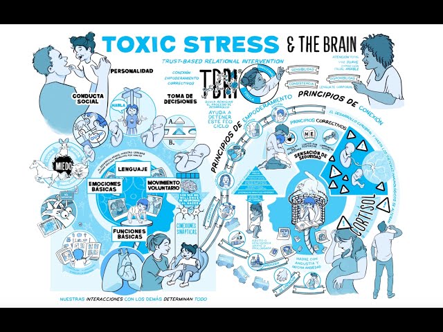 TBRI® Animate: ESTRÉS TÓXICO Y EL CEREBRO