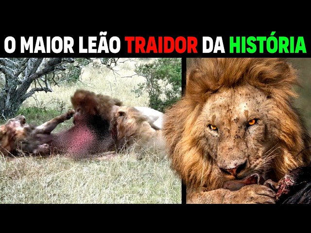 Leo - TRAITOR ATTACKS AND DEVOURS HIS LION BROTHERS