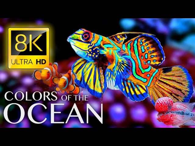 The Colors of the Ocean 8K ULTRA HD - The Best 8K Sea Animals for Relaxation & Calming Music