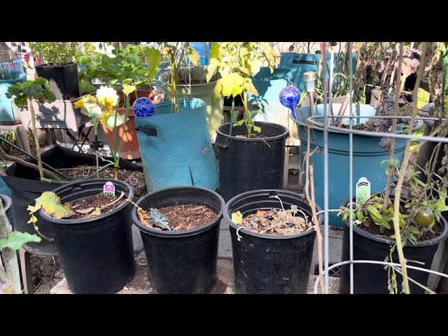 Garden Transformation in Progress (Part1) #youtube #video #garden