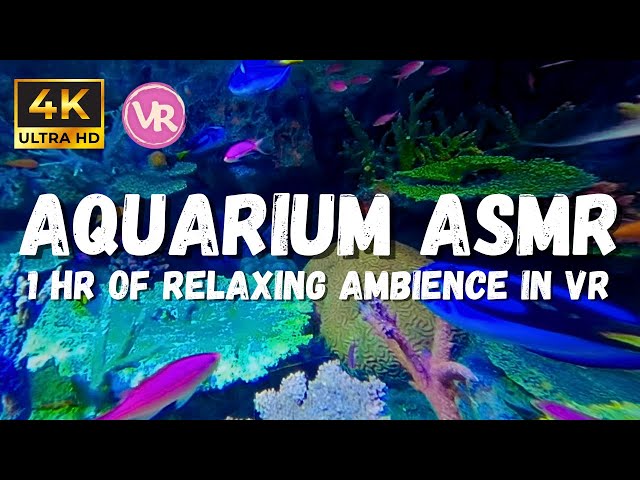 4K Peaceful Fish Tank: Colourful Fish in this Underwater Ambience in VR 180 3D