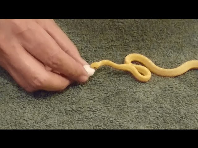 Tiny Snake Eats Egg