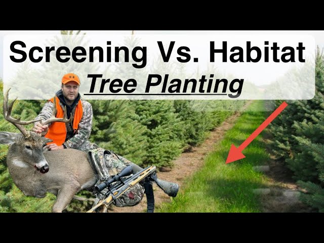 Conifer Tree Planting for Screening Vs. Habitat Creations for Whitetails