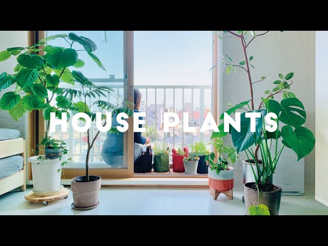 SUB | #03 House plants | Reasons to live with plants | Preparing for spring