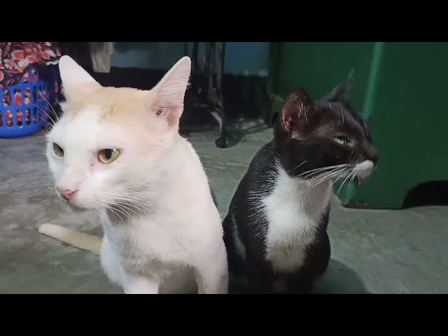 Jacky cat and jaree cat lovers Funny  video  /love cat nice cat