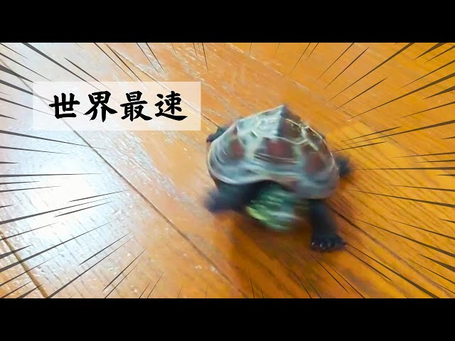 【爆笑】スケボー亀がひたすら走る理由【Why does a skateboarding turtle just run?】