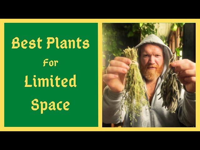 Maximize A SMALL GARDEN With THESE Plants - Biggest Return On Investment For Limited Space