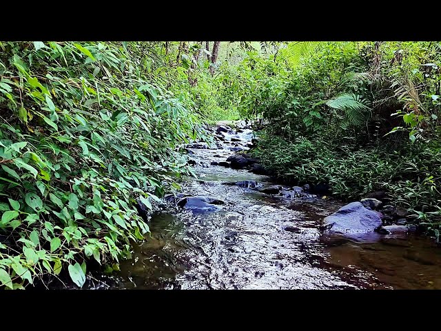 Harmonious Birds Chirping | Beautiful Stream Sounds Lovely Nature Sounds | Cozy Paradise