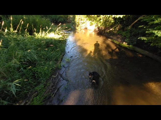 VR of LIlly playing in the creek