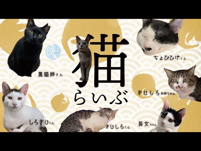 【 猫 】このLIVEは、保護猫ｼｪﾙﾀｰ運営における公正の確保と透明性の向上を図り、もって猫の権利利益の保護に資することを目的とする。(猫手続法１条)