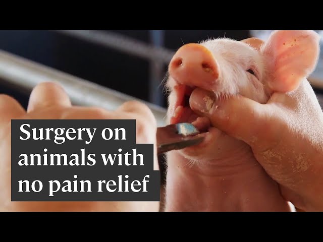 Pieces of animals' bodies cut off without pain relief