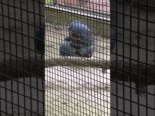 victoria crowned pigeon (Goura victoria)