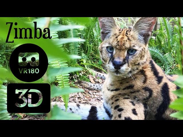 5 Servals Living In A Basement