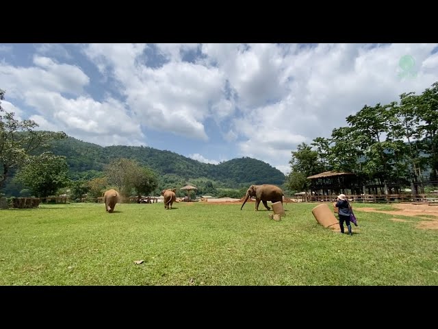 Elephants Rush Back To Her Herd Before Run Together To See A Woman Who Called Them - ElephantNews