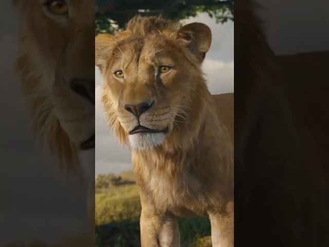 Why Mufasa and Scar Are So Different? #shorts #disney