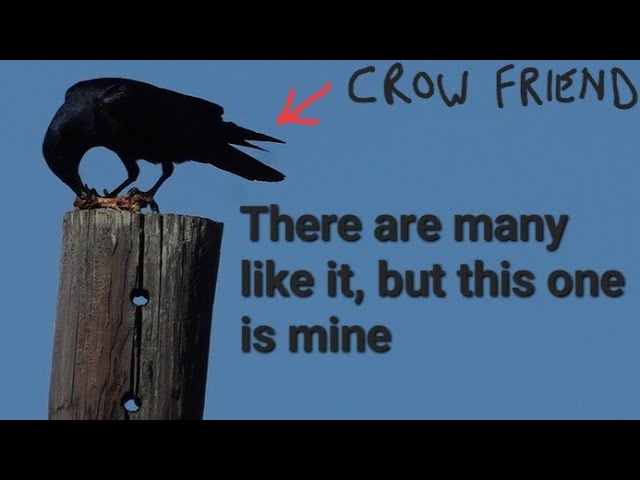 How I Made a Crow Friend and Crow Behavior Observations