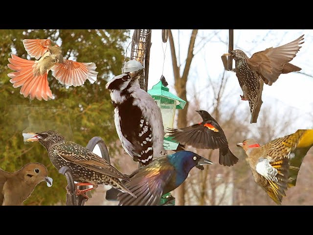 12 Espèces d'Oiseaux Saluent Le Printemps / Cris et Chants d'Oiseaux / Aventure Oiseaux Nature