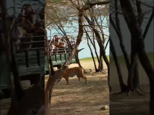 Ranthambore National Park Zone -3: #wildlife #ranthamborenationalpark #youtubeshorts