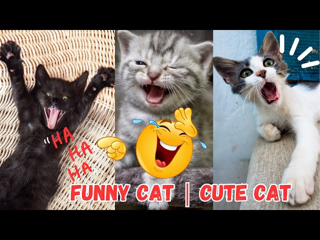 Funny Cats  😸 - Baby Cats Video Collection 2023!