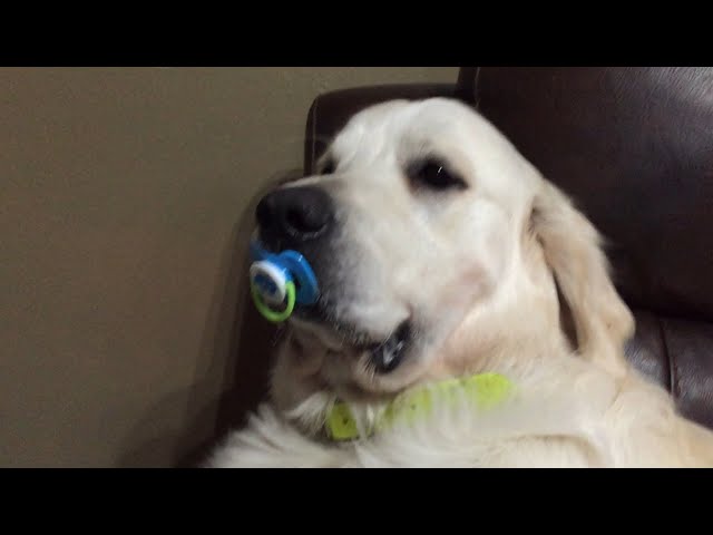 Dog Refuses to Give Up Pacifier