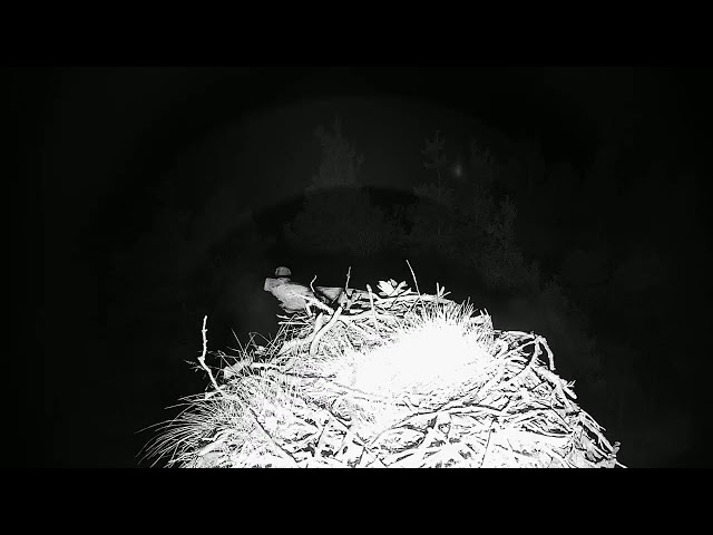 Live osprey nest camera at Loch of the Lowes Wildlife Reserve