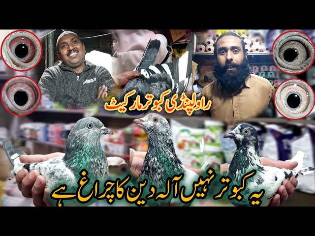 Rawalpindi Bird Market Latest update || Kabootar Mandi Rawalpindi Bird ||23 February 2025