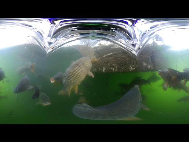 360 Carp and Catfish, Lake Norfork AR